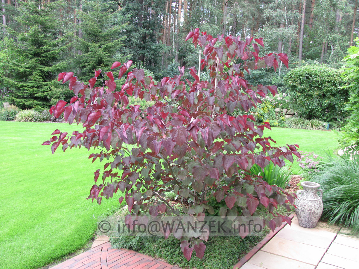 Cercis canadensis Forest Pansy - Sol 01.JPG
